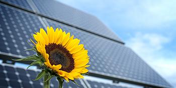 Sonnenblume vor einer PV-Anlage