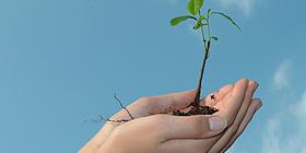 Nachhaltigkeit, Baum, Hände