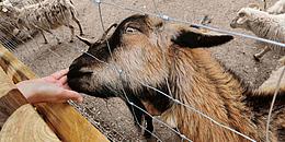 Eine braune Ziege wird mit Mais von der Hand aus gefüttert, während sie ihre Schnauze durch die Maschen des Drahtzauns steckt