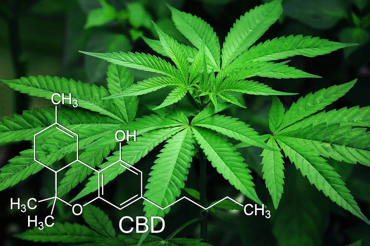 Eine Cannabispflanze ist von schräg oben zu sehen. In der linken, unteren Bildhälfte ist die Molekularstruktur dargestellt und zeigt folgende chemische Verbindungen: H3C, H3C, O, CBD, CH3; darüber Ch3 und OH.