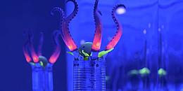 Kunstinstallation, die leuchtende Oktopusarme abbildet