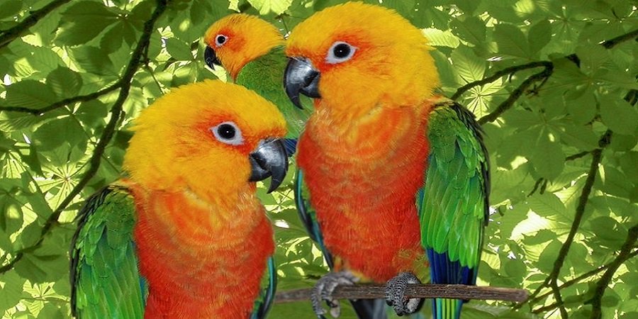 3 orange gefiederte Papageien mit grünen Flügeln unter einem grünen Blätterdach