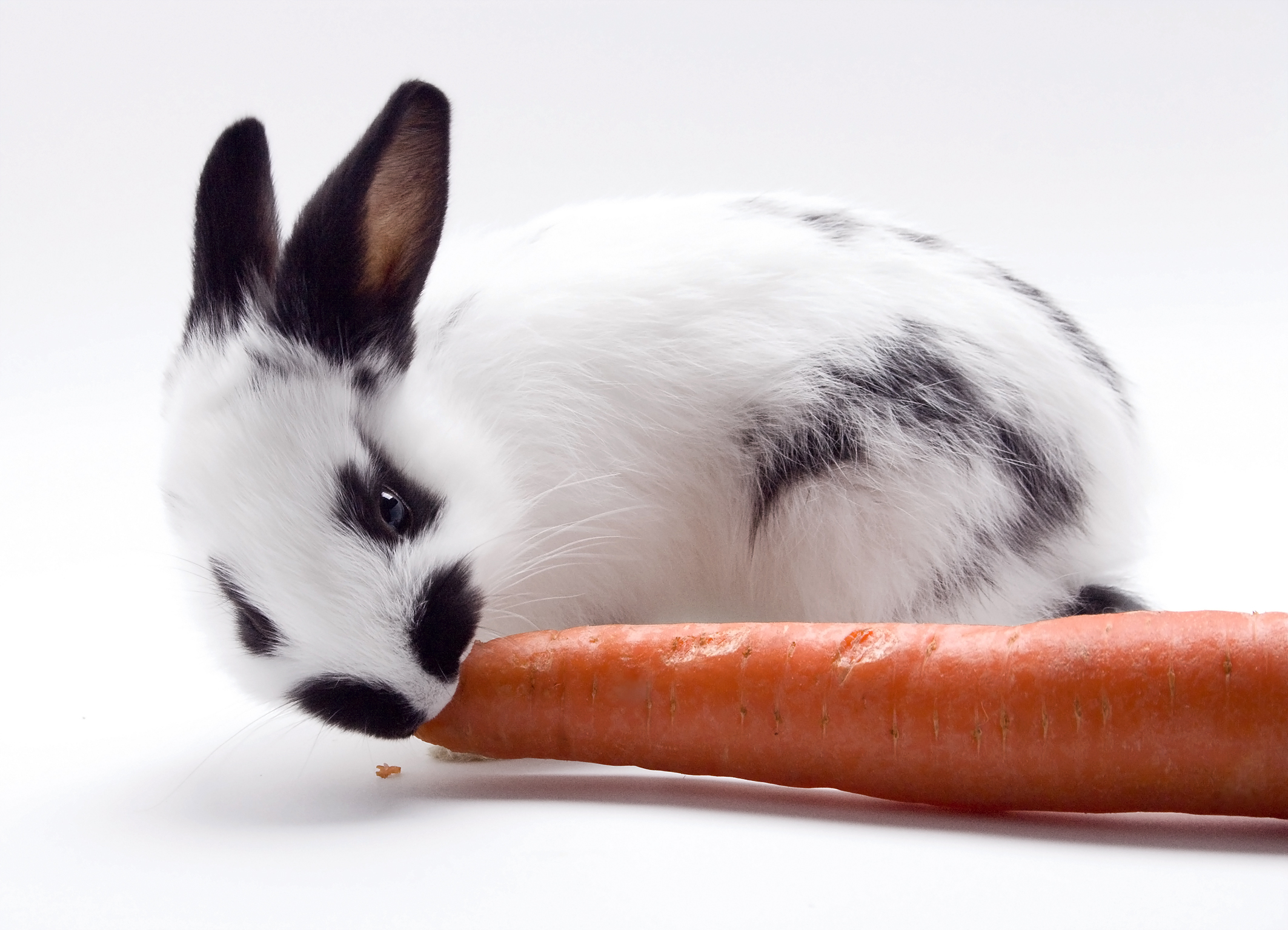 Weiß-schwarzes Kaninchen, das an einer Karotte knabbert 
