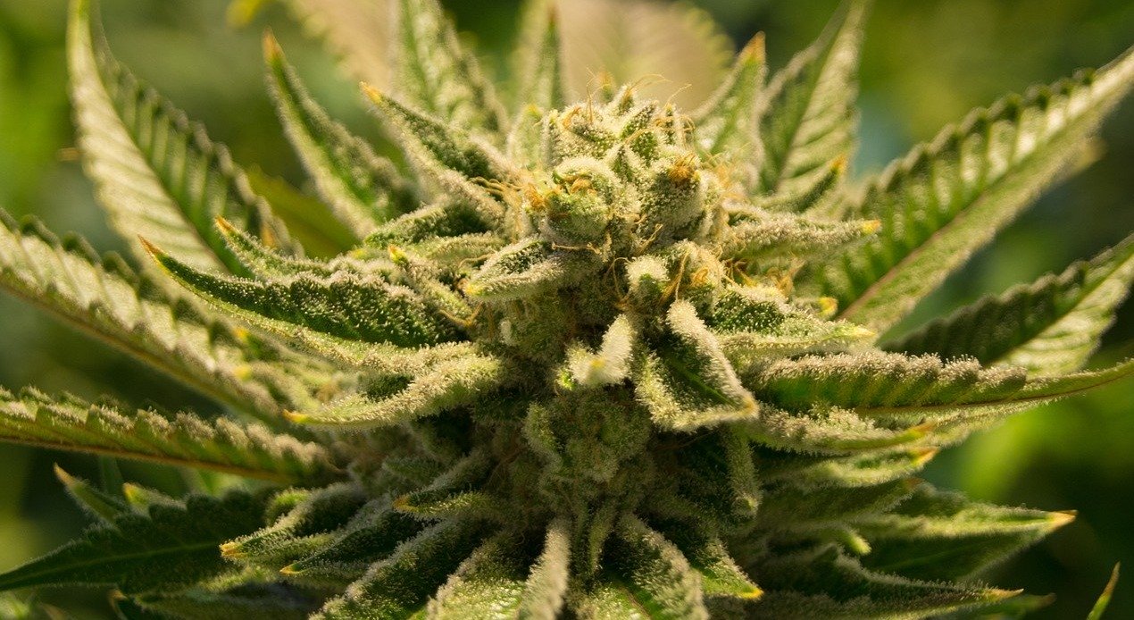 Eine blühende Cannabispflanze ist im Sonnenlicht zu sehen.