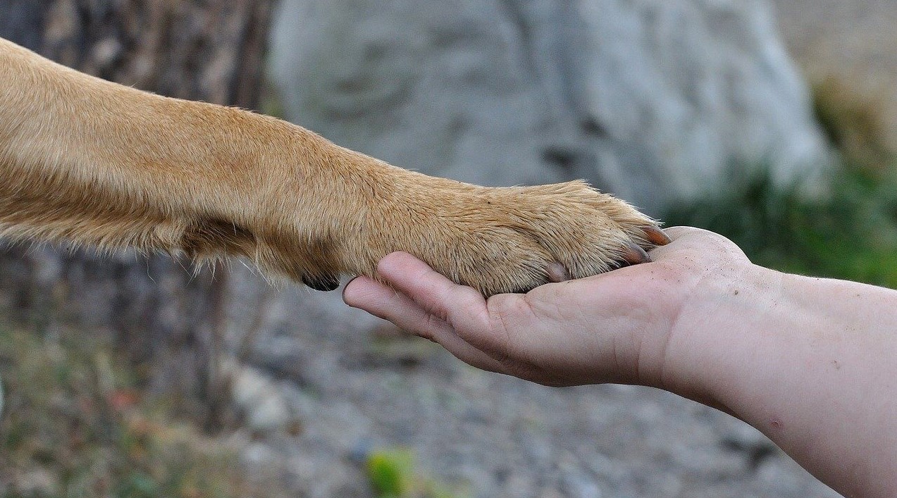 Eine Hand hält die hellbraune Pfote eines Hundes