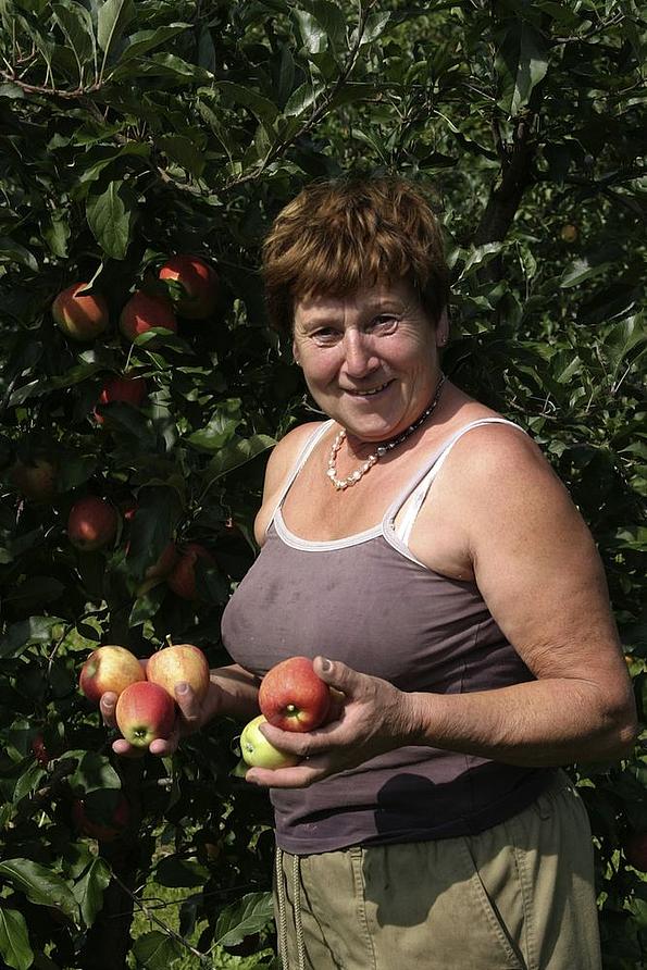 Frau erntet Äpfel