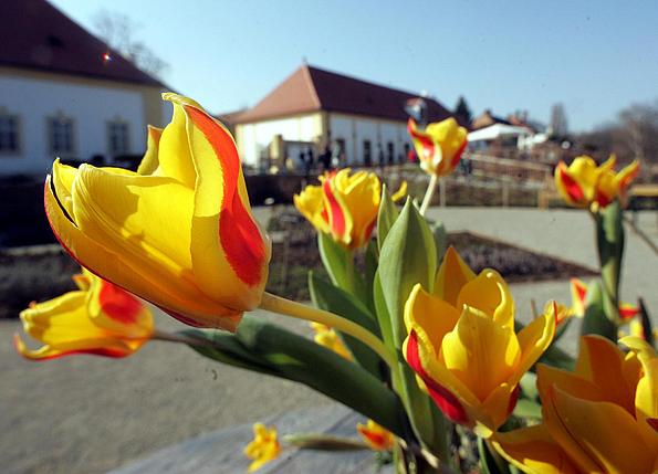 Blühende gelb-rote Tulpen vor dem Meierhof von Schlosshof