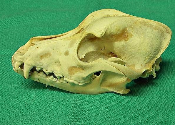 Schädelknochen eines Haustiers mit langer Schnauze und spitzen Eckzähnen. Der Schädel liegt auf einem grünen Untergrund.