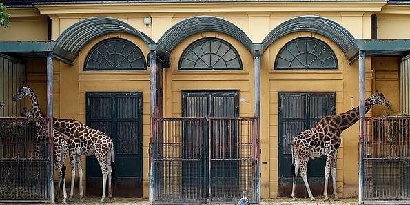 Zwei Giraffen vor einem gelben Haus