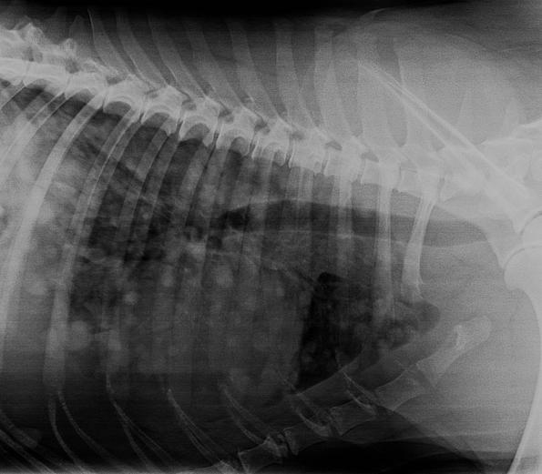 Röntgenbild vom Brustkorb eines großen Hundes. Man sieht weiße Flecken bei den Rippen. Das sind multiple Lungentumore.
