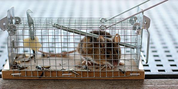 Eine Maus, die in einer Mausefalle eingefangen wurde.