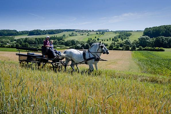 Zwei Pferde ziehen eine Kutsche durch ein Feld