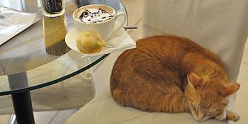 Coffee-Art, im Schaum sieht man eine Katze, auch die Süßspeise dazu in Katzenform. Daneben eine schlafende Katze.
