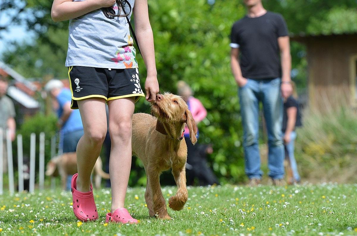 Ein junges Mädchen hält einen braunen Hund an der Leine und hält ihre Hand an seine Schnauze, während sie über eine Wiese geht