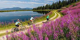 Biker fahren entlang eines Sees daneben eine lila Blumenwiese