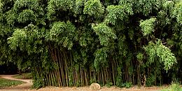 Bambus, Bambuswald, Grün, Bäume, Pflanzen