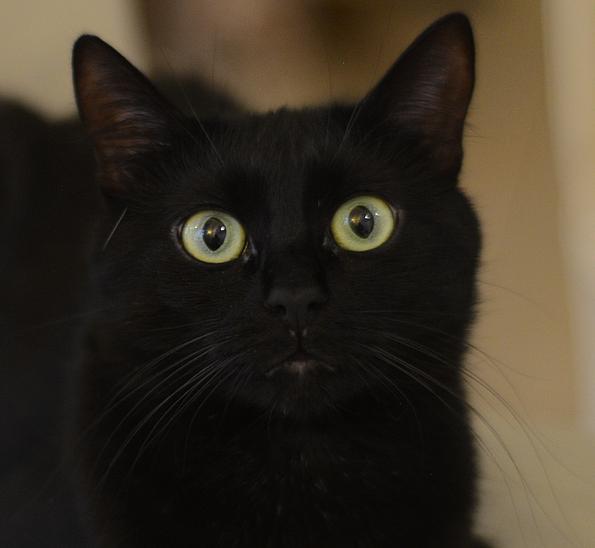 Schwarze Katze macht große Augen