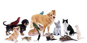 Viele Haustiere auf einem Bild: Hund, Katze, Frettchen, Papagei uvm.