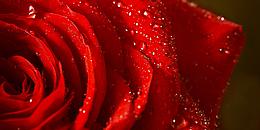 Rote Rose mit Wassertropfen darauf