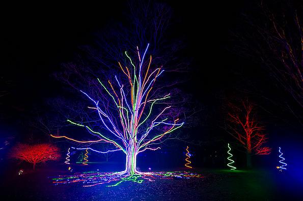 Baum mit Weihnachtsbeleuchtung bei Nacht