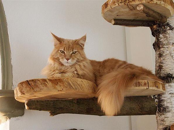Katze auf Kletterbaum majestätisch