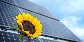 Sonnenblume vor einer PV-Anlage