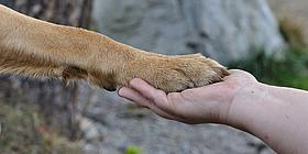 Eine Hand hält die hellbraune Pfote eines Hundes