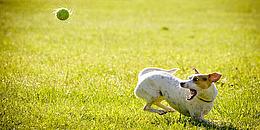 Kleiner Hund jagt Ball hinterher