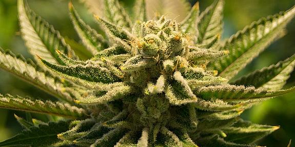 Eine blühende Cannabispflanze ist im Sonnenlicht zu sehen.