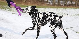 Ein schwarz-weiß gefleckter Hund spielt im Schnee