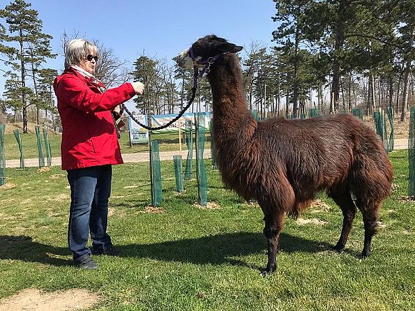 Ältere Dame steht vor einem braunen Lama