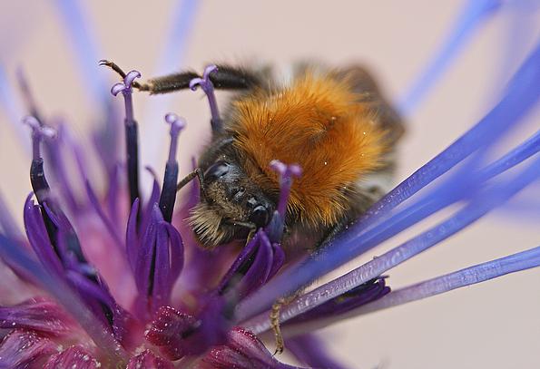 Biene auf fliederfarbener Blütte
