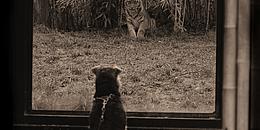 Ein Hund betrachtet einen Film auf der Leinwand