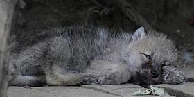 Schlafender junger Arktischer Wolf im Tiergarten Schönbrunn.