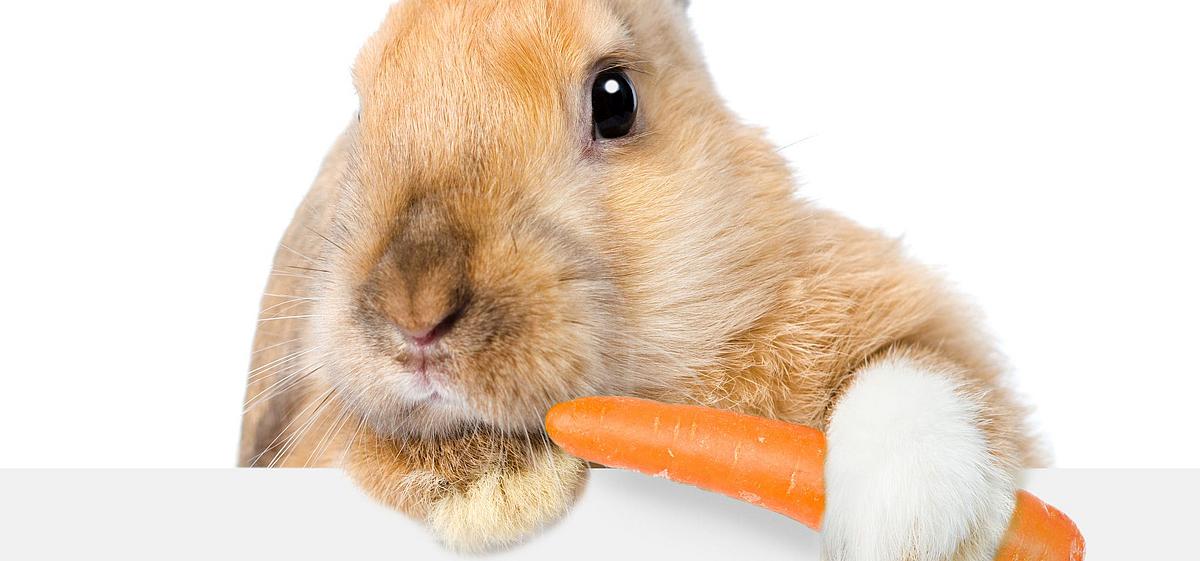 Rotbraunes Kaninchen, das an einer Karotte knabbert