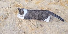spielende Katze im Sand