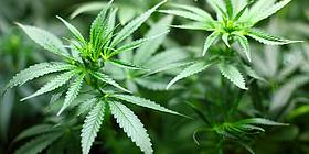 Cannabis-Pflanze Nahaufnahme