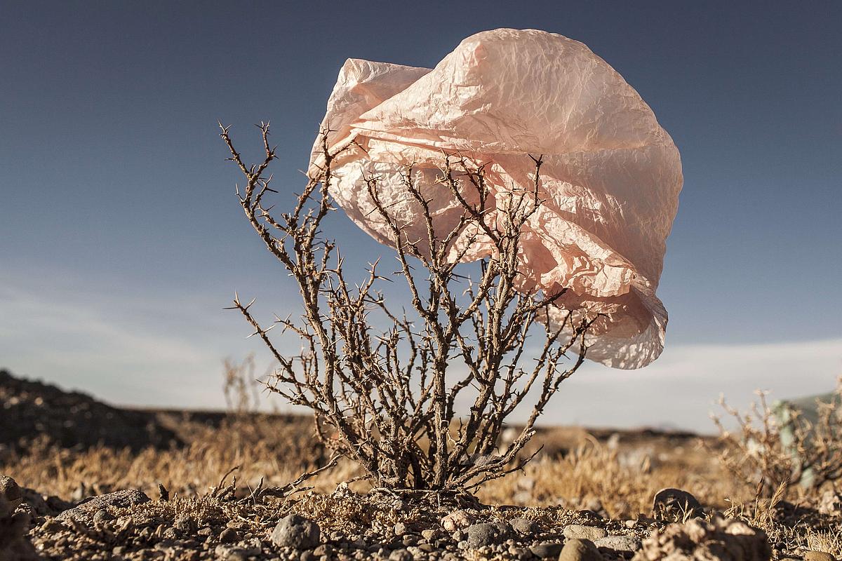 Fotografie von Eduardo Leal: Vom Wind aufgeblasener Plastiksack, der auf einem Strauch hängt