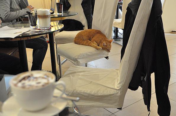 Zwei Katzen schlafen im Café auf den Stühlen