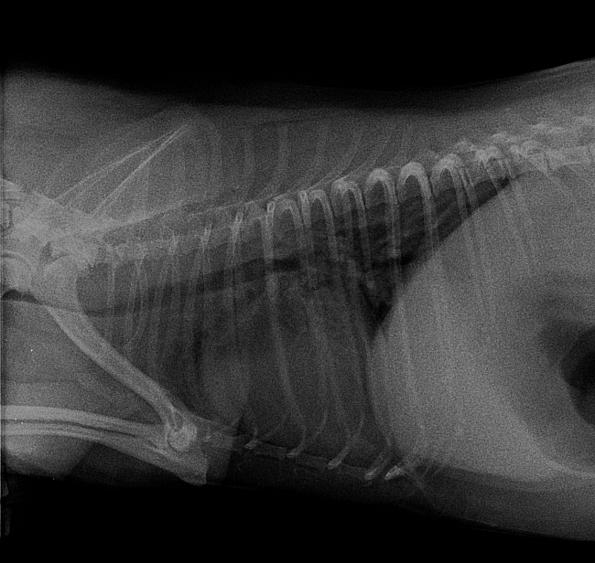 Röntgenbild eines Yorkshire Terriers mit Trachealkollaps, am Bild sieht man darum schwarze Streifen bei der Luftröhre.