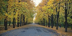 Bild von Prater Hauptallee im Herbst: die Blätter sind schon gelb verfärbt und fallen ab.