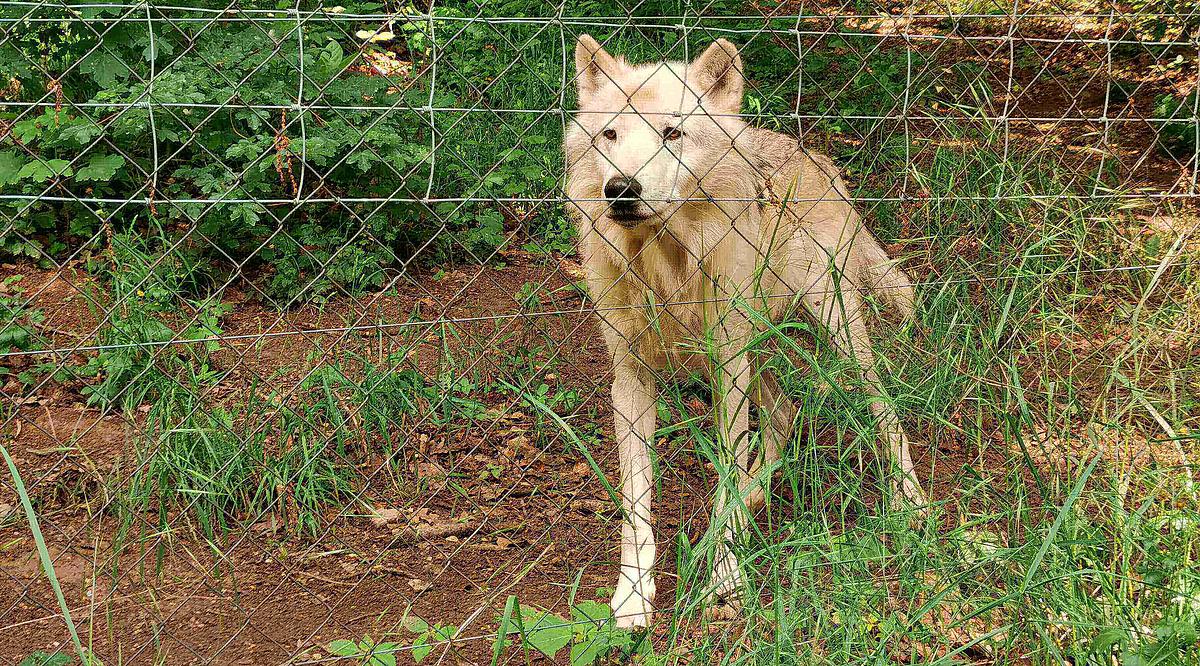 Ein weißer Wolf beobachtet die Umgebung, während er hinter einem Drahtzaun wachsam steht