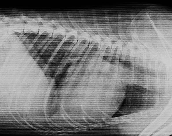Röntgenbild des Brustkorbs eines Haustieres. Man erkennt eine deutliche Herzvergrößerung und beginnende Lungenödeme.