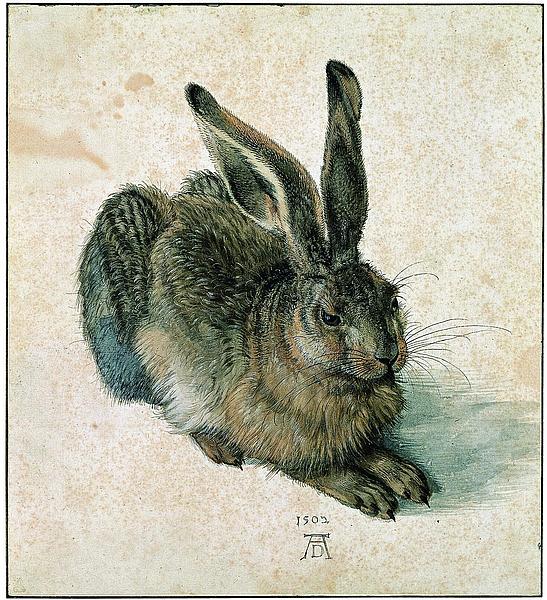 Zeichnung des Malers Albrecht Dürer von einem Feldhasen, der gänzlich abgebildet ist.
