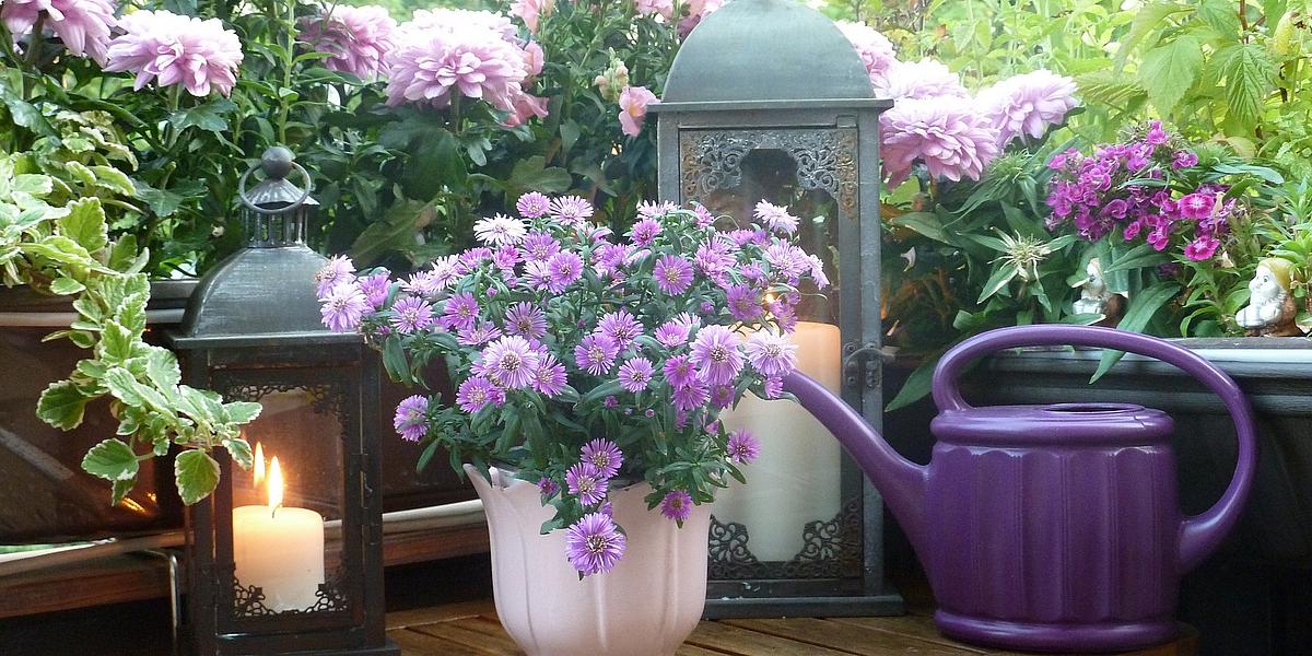 Zu sehen sind viele, vorwiegend violette Blüten, zwei hübsche Laternen inklusive brennender Kerzen und eine farblich passende, kleine Gießkanne.