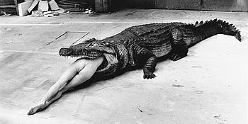 Nackter Frauenkörper zur Hälfte in einem Krokodil, Modefotografie Helmut Newton