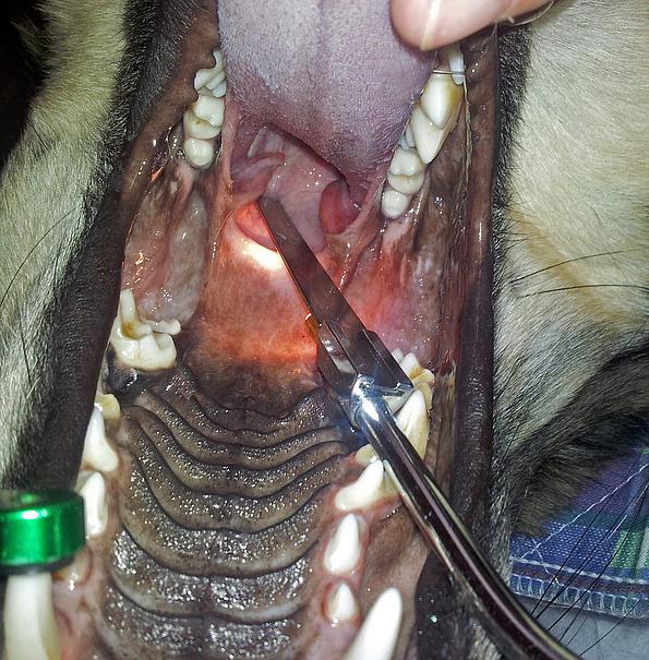 Geöffnete Schnauze eines Hundes. Der Tierarzt sieht mit Hilfe eines Metallinstrumentes hinein. Der hintere Teil ist stark gerötet, da dieser Hund eine Kehlkopf- und Mandelentzündung hat.
