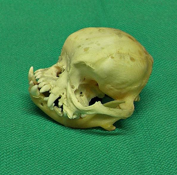 Schädelknochen eines Zuchtrasse-Hundes mit kurzer Schnauze auf grünem Untergrund.