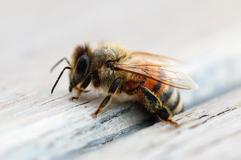 Biene auf Holz