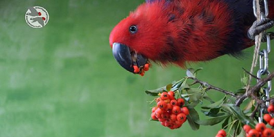 Roter Papgei holt sich mit schwarzem Schnabel rote Früchte von einem Strauch